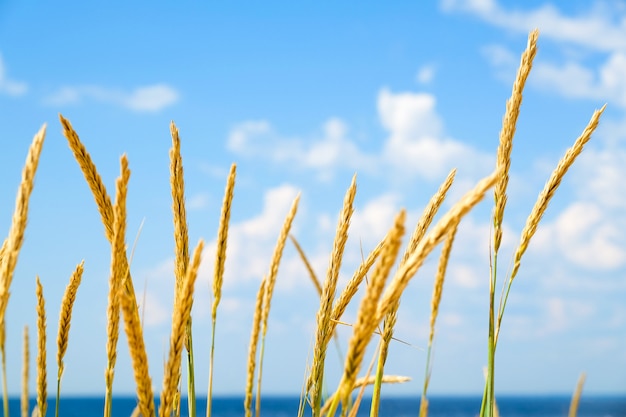 Geel, droog riet zwaaiend in de wind.