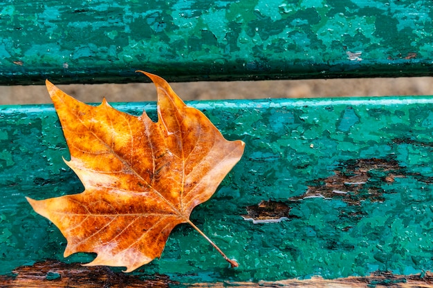 Geel eenzaam de herfstblad op een turkooise houten bank.