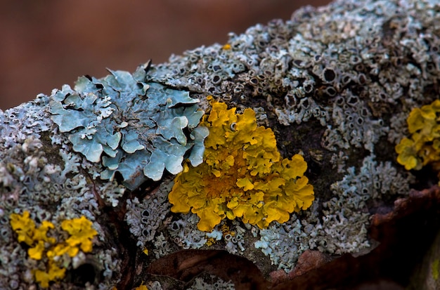 Geel en blauw korstmos op een boomstam. detailopname