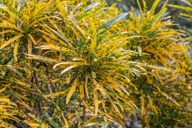 Geel en groen gevlekte decoratieve plant met takken close-up in de tuin