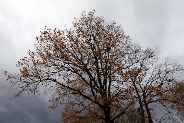 Geel en oranje gebladerte aan bomen in de herfst