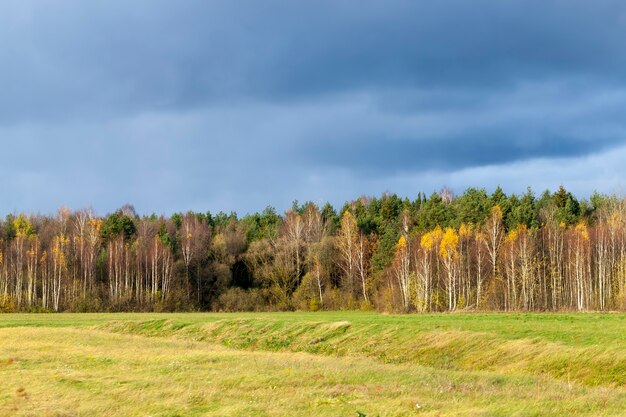 Geel en oranje gebladerte op berkenbomen in de herfst, berkenbomen in de herfst tijdens bladval