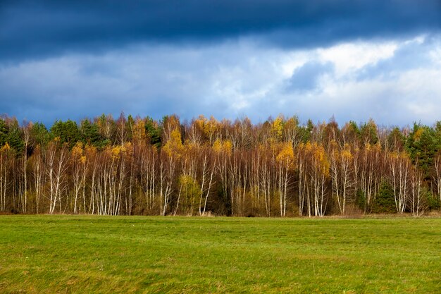 Geel en oranje gebladerte op berkenbomen