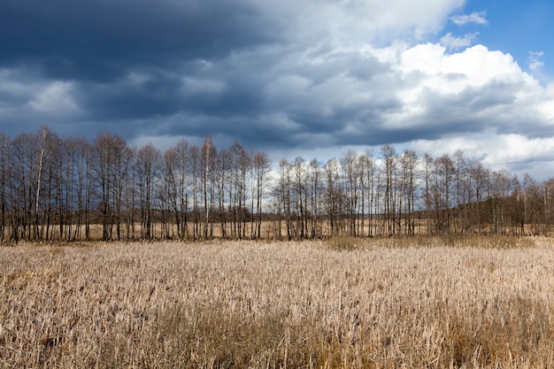 geel en oranje gras