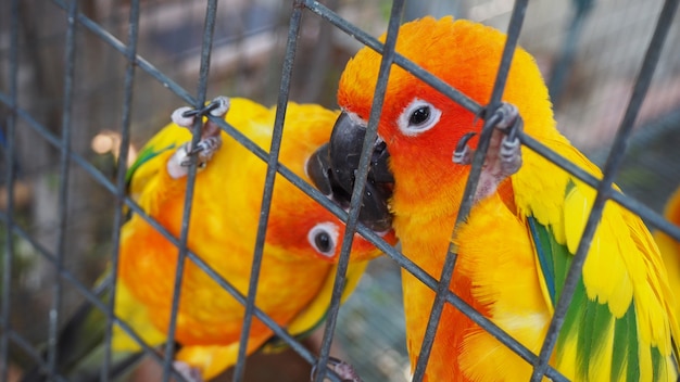 Geel en oranje papegaai in een kooi op openbaar park. Jandaya-parkiet.