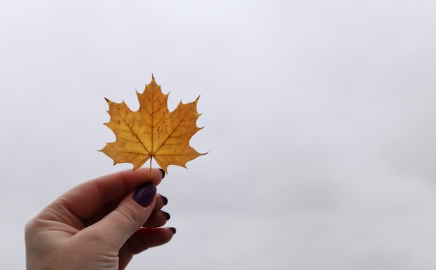 Geel esdoornblad in de hand met de natuur op de achtergrond. Kleurrijk esdoornblad. Nuttig als seizoensgebonden herfstachtergrond. Het meisje houdt een esdoornblad in haar hand. Herfst concept.