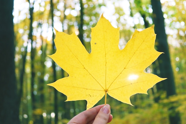 Geel esdoornblad in de hand van de vrouw tegen een achtergrond van herfstgebladerte Herfststemming