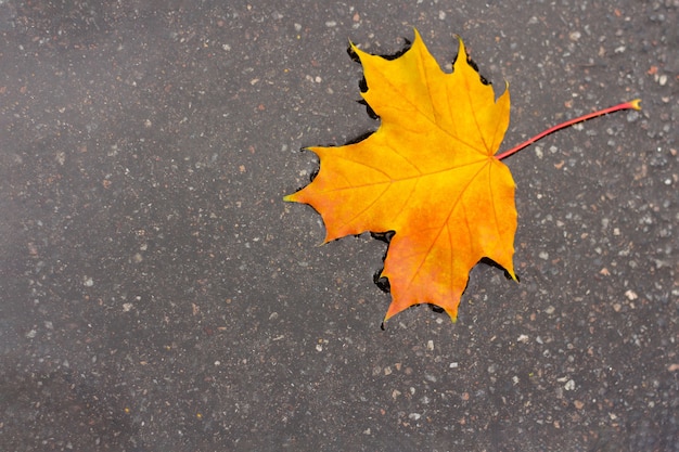 Geel esdoornblad in een plas. concept van herfststemming en de dag van Canada.