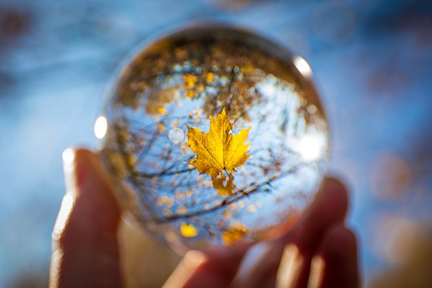 Foto geel esdoornblad in glasbal