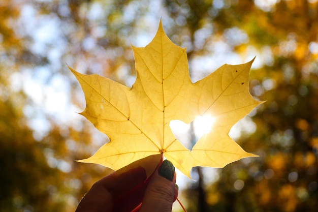 Geel esdoornblad met hart en schittering van de zon in de hand van de vrouw tegen gebladerte in de herfststemming van het park