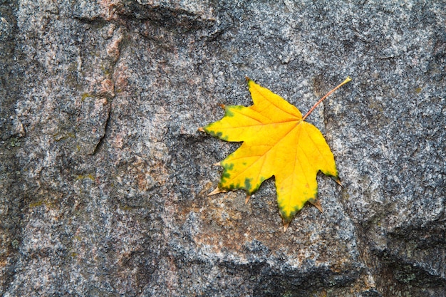 Geel esdoornblad op grijze granietsteen in de herfstdag