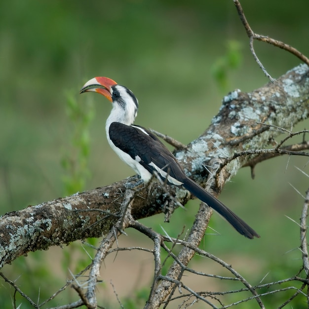 Geel gefactureerde neushoornvogel - Tockus leucomelas in de serengeti