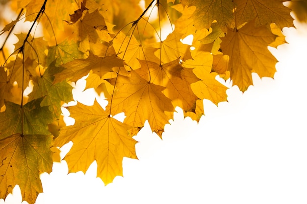 Geel gekleurde herfstbladeren bovenop de boom, herfstseizoen