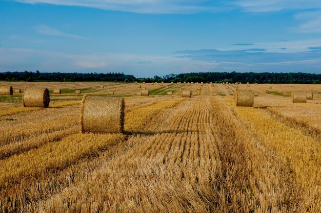 Geel gouden strobalen hooi op het stoppelveld, landbouwgebied onder een blauwe hemel met wolken