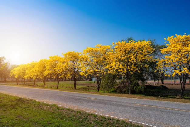 Geel gouden Tabebuia Chrysotricha boom langs de weg met Park in landschap bij blauwe hemelachtergrond. Openbare plaats in Phitsanulok, Thailand.