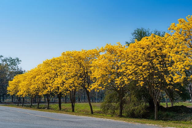 Geel gouden Tabebuia Chrysotricha boom langs de weg met Park in Pibulsongkram Rajabhat University landschap op blauwe hemelachtergrond. Openbare plaats in Phitsanulok, Thailand.