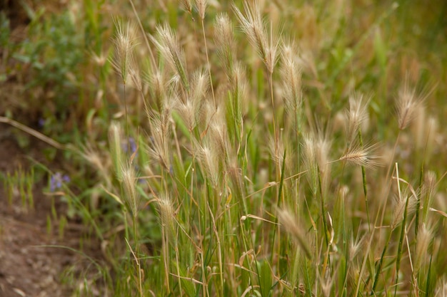 Geel gras in landschap