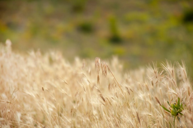 Geel gras in landschap