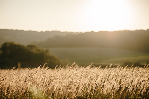 Geel gras op het veld in het zonlicht bij zonsondergang. overweldigende weidezonsopgang met bokehlicht.