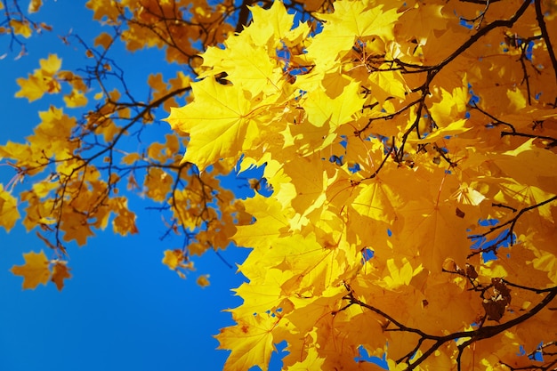 Geel herfst esdoorn gebladerte tegen blauwe heldere hemel. Tak van de esdoornboom met gele bladeren. Gouden en mooie herfst. Herfstseizoen.