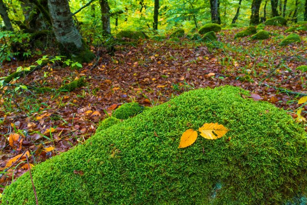 Geel herfstblad in bemoste steen