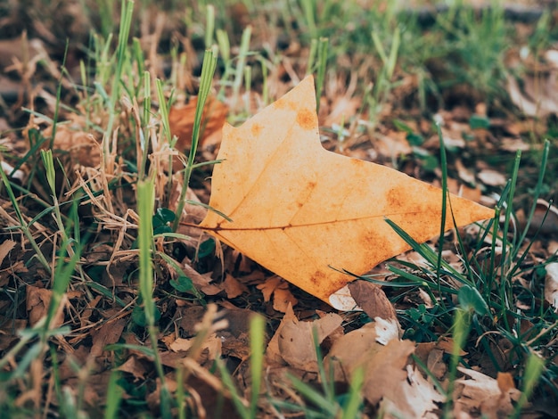 Foto geel herfstblad op de grond gevallen