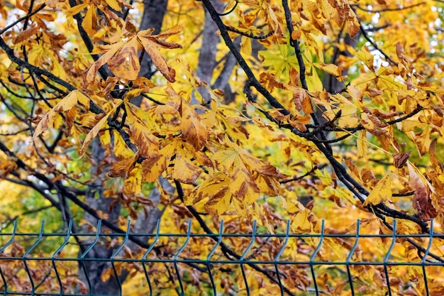 Geel herfstblad op een tak natuur