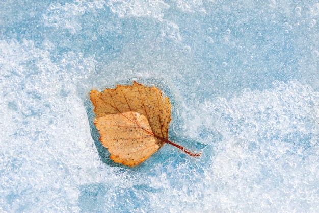 Geel herfstblad op het blauwe ijs. macrobeeld, geringe scherptediepte