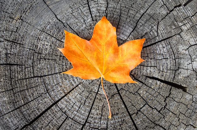 Foto geel herfstblad op houten oppervlak