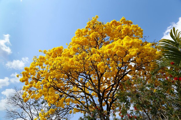 Geel ipe bloeidetail met blauwe lucht