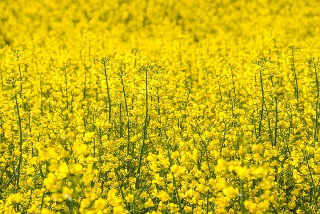 Geel koolzaad bloemen veld