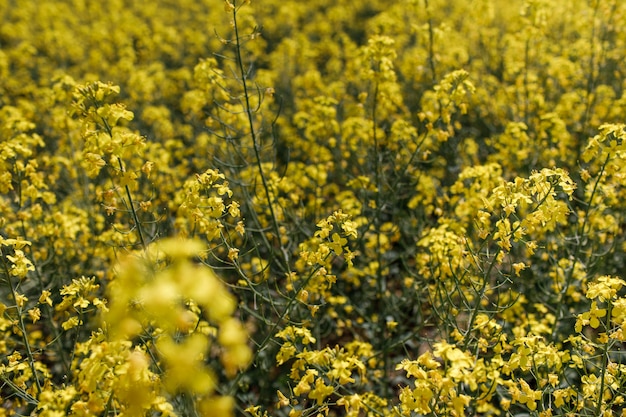 Geel koolzaad veld