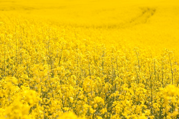 Geel koolzaad veld