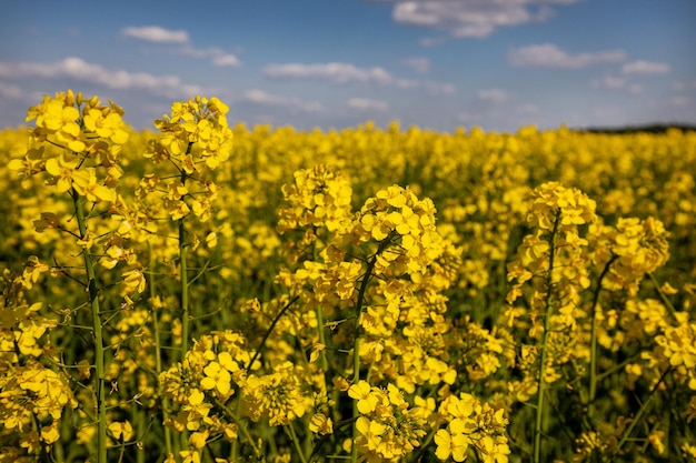 Foto geel koolzaadveld in het veld en schilderachtige lucht met witte wolken bloeiende gele canola bloemenweiden koolzaadgewas in oekraïne