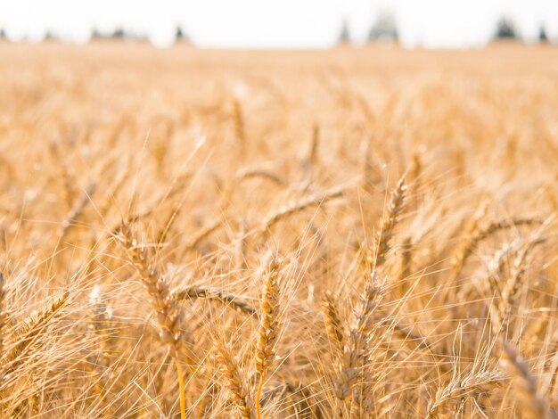 Geel landbouwveld met rijpe tarweteelt