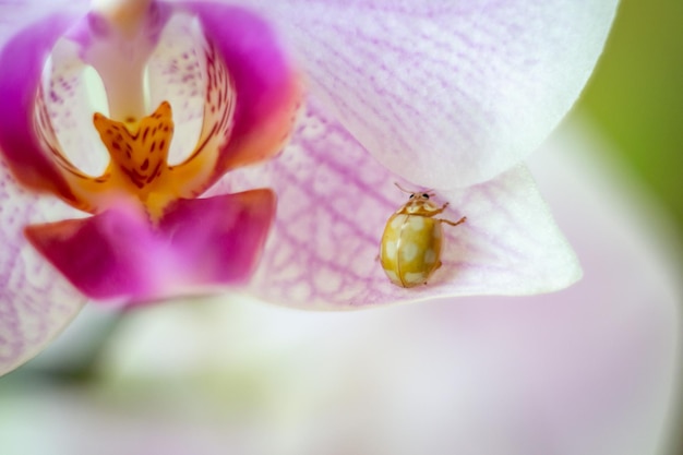 geel lieveheersbeestje op roze orchideebloem