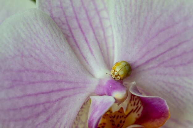 Foto geel lieveheersbeestje op roze orchideebloem