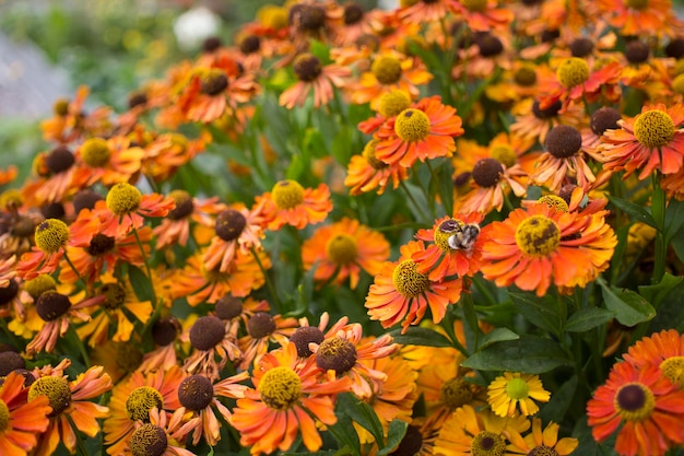 Geel madeliefje in tuin op zondag