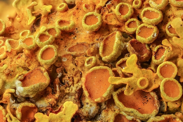 Geel maritiem zonnestraalkorstmos - Xanthoria parietina - abstract microscoopdetail, 4x vergroting, beeldbreedte 9 mm