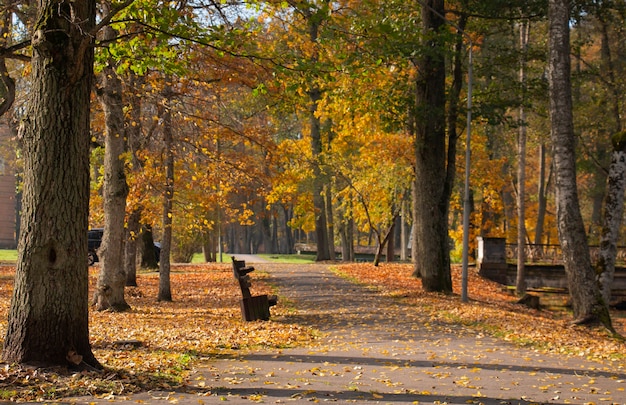 Geel mooi gebladerte herfstpark