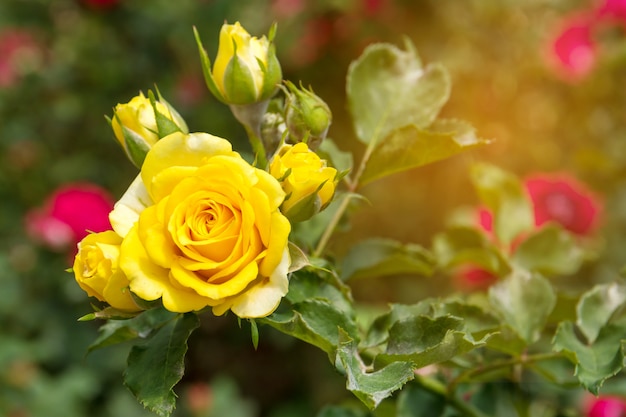 Geel nam in de tuin toe