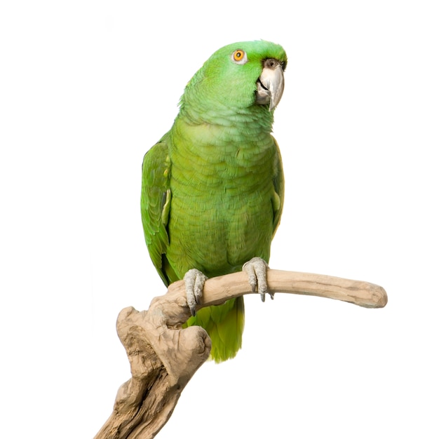 Geel-naped papegaai geïsoleerd
