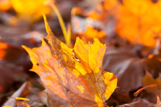 Geel, oranje blad van esdoorn tijdens bladval. Foto genomen close-up in het herfstseizoen