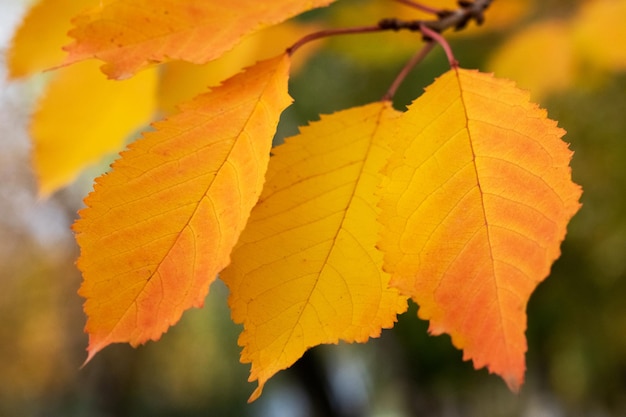 Foto geel-oranje herfstbladeren op een boom close-up