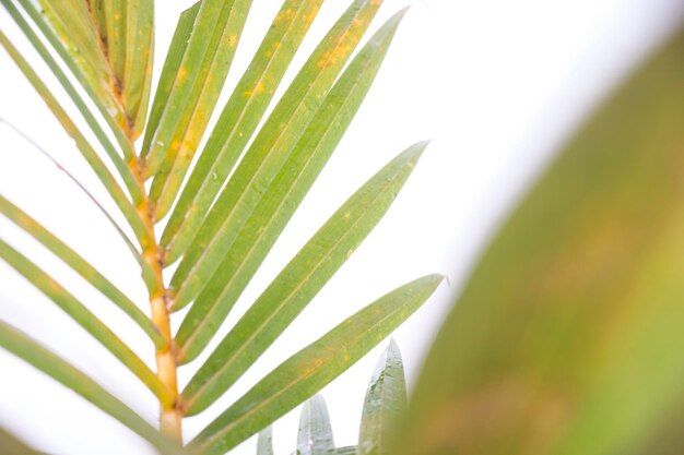 geel palmblad geïsoleerd op wit. gele kokosbonsai