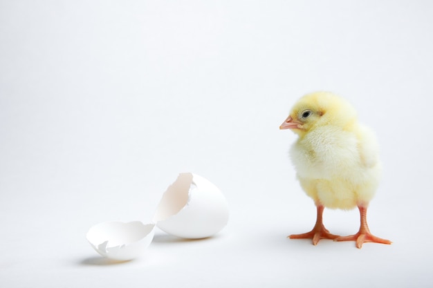 Geel pasgeboren kuiken en eierschaal