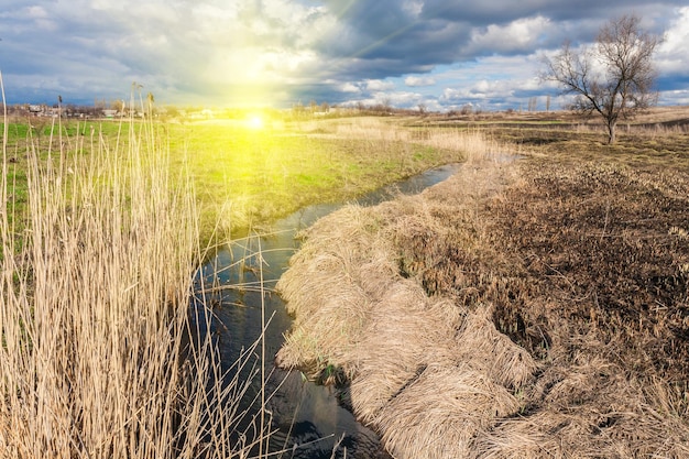 Geel riet langs een kleine kreek