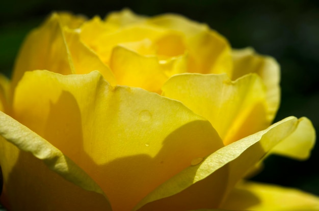 Geel roze bloem zo close-up