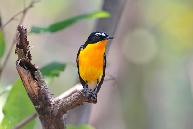 Geel-rumped Flycatcher Ficedula zanthopygia Mooie Mannelijke Vogels van Thailand