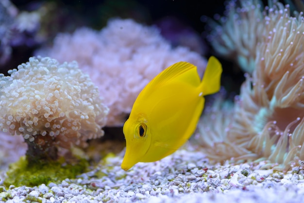 Geel Tang of Zebrasoma Flavescens, swimsh van a vóór de koralen, in een zeeaquarium.